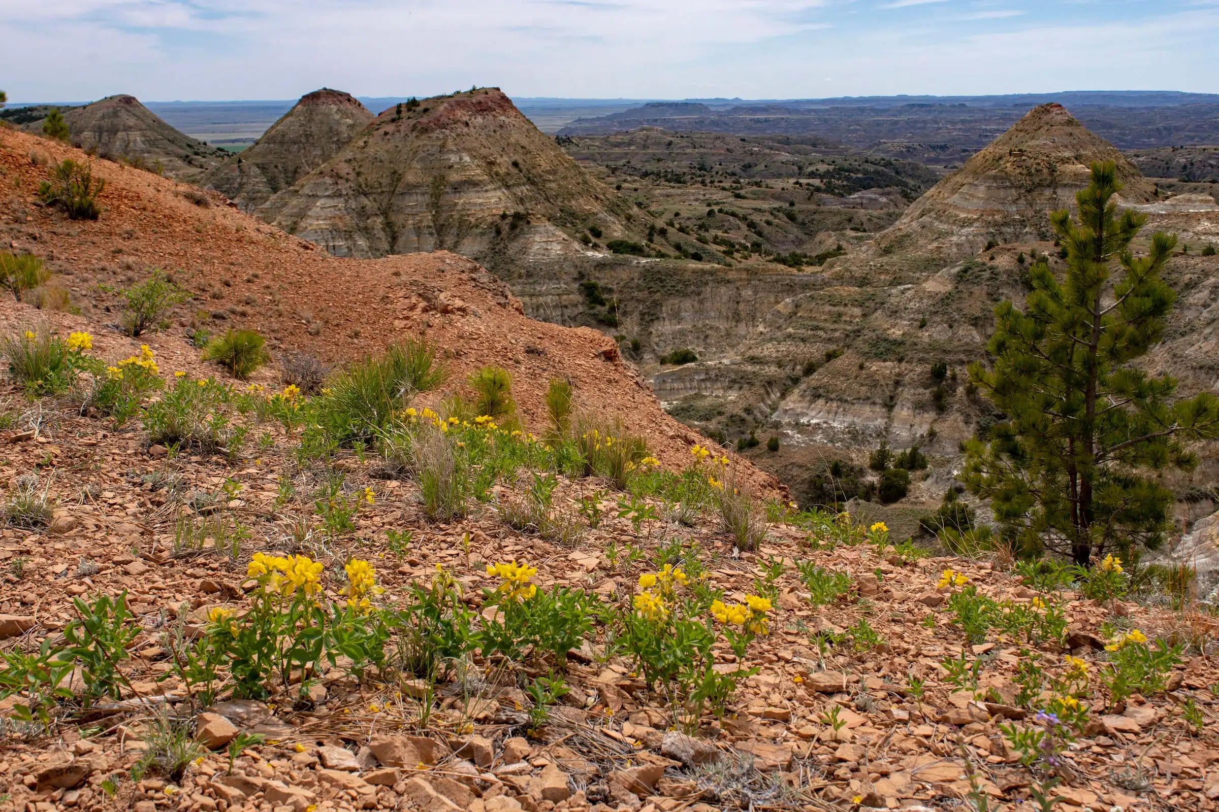 Red scoria slopes and yellow wildflowers in the Terry Badlands, with striped buttes and a limber pine beyond