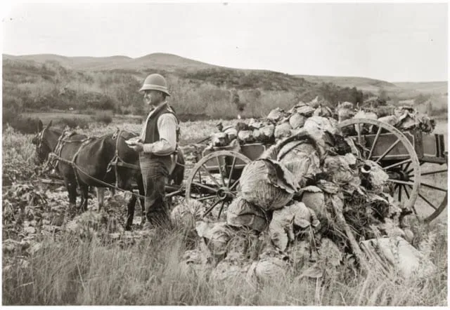 A black-and-white photograph of a man with a horse-drawn wagon piled high with cabbages on the open prairie
