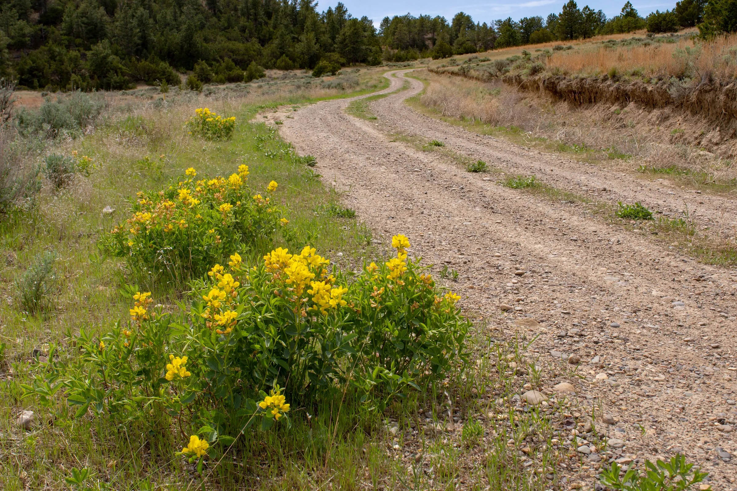A gravel road running along a grassy ridge in the Terry Badlands, with yellow wildflowers in the foreground